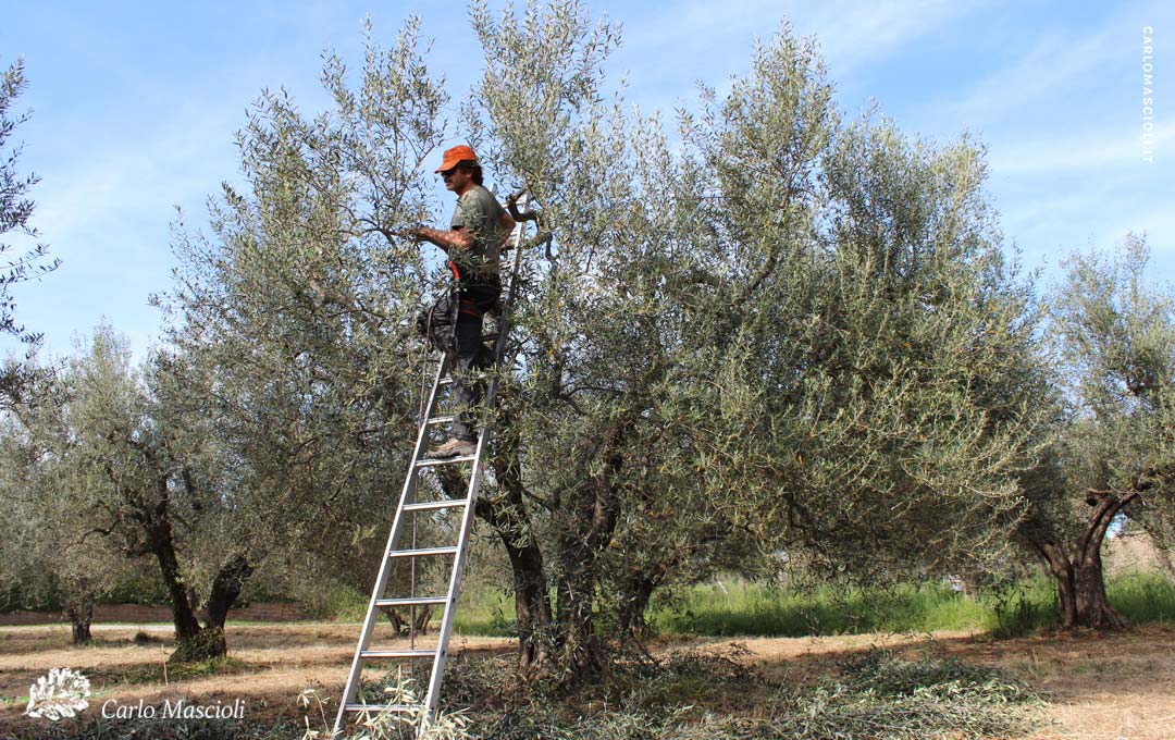 Corsi di potatura olivo