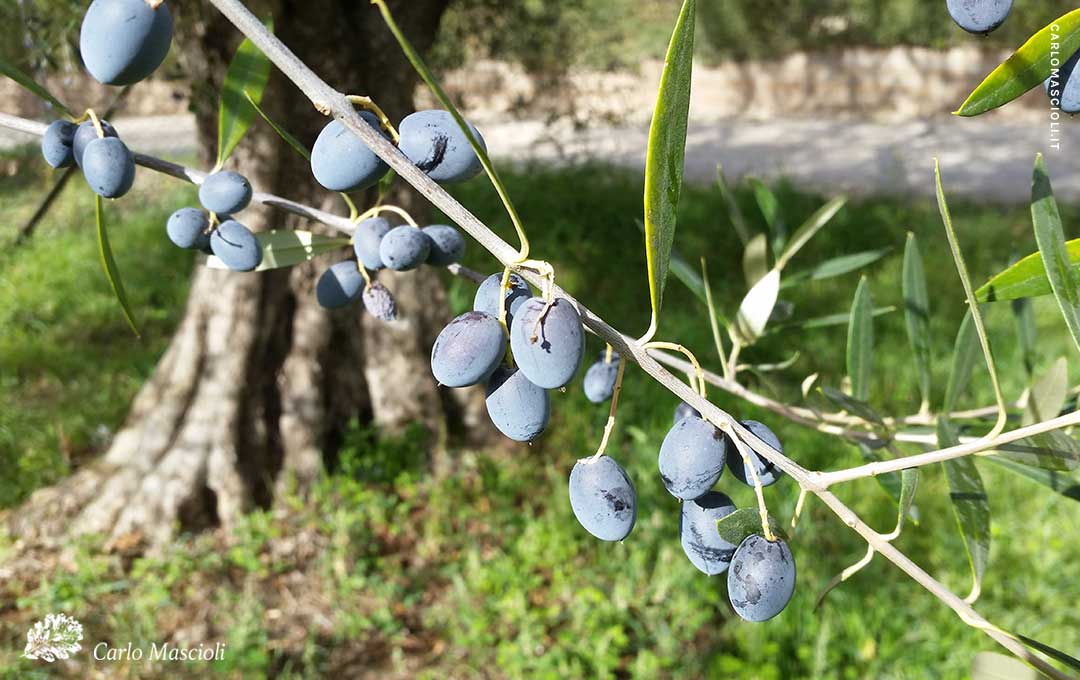Fioritura olivo