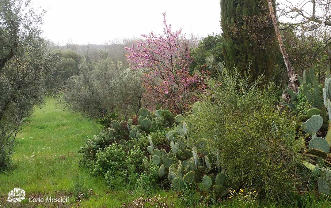 L'oliveto e gli arbusti autoctoni