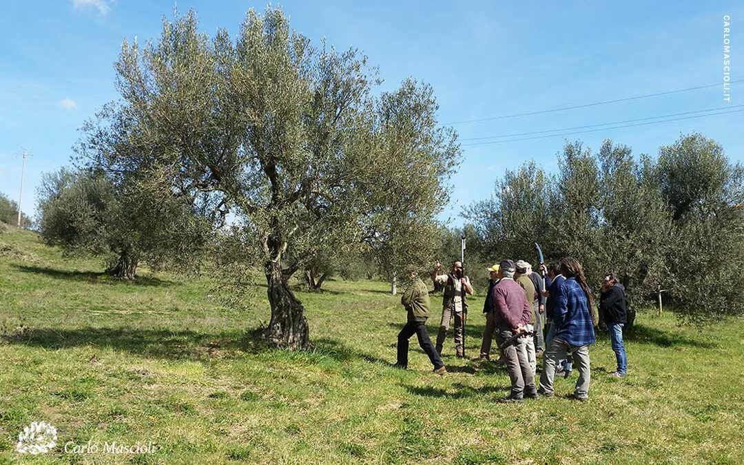 Corso di potatura dell’olivo a Viterbo