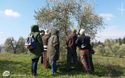 Corso di potatura e gestione dell’olivo a Viterbo